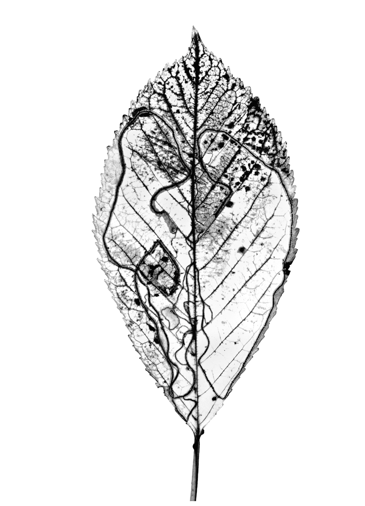 Photographie extraite du livre Denis Brihat. Premières années en Provence