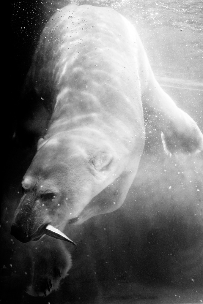 Photographie extraite du livre Les Chiens de fusil