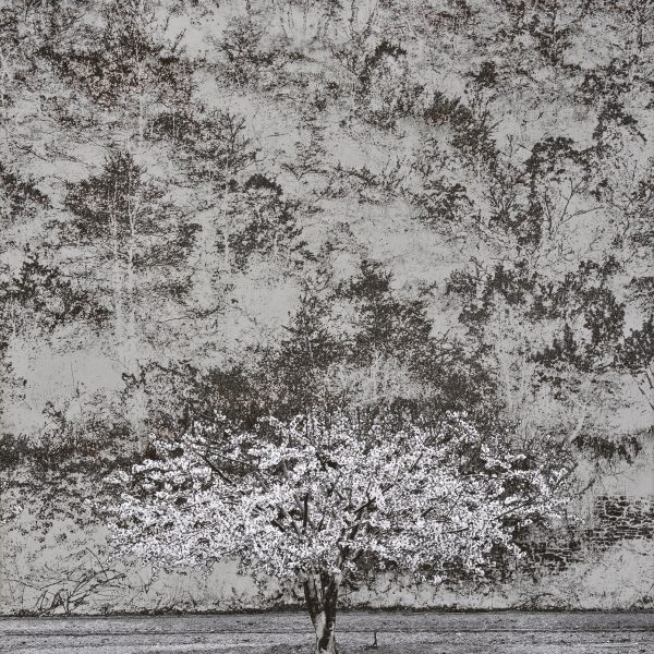 Photographie extraite du livre Les Métamorphoses de l'argentique, de Denis Brihat