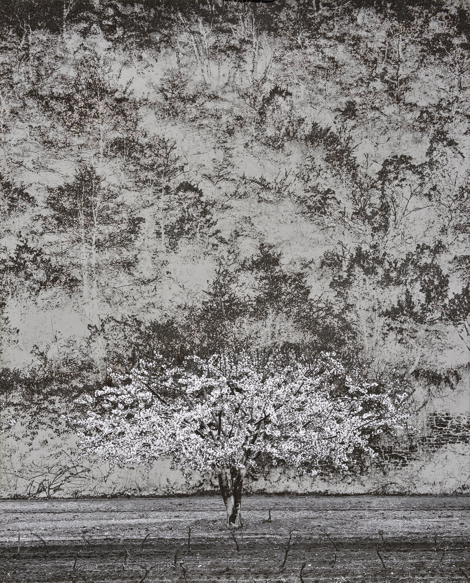 Photographie extraite du livre Les Métamorphoses de l'argentique, de Denis Brihat