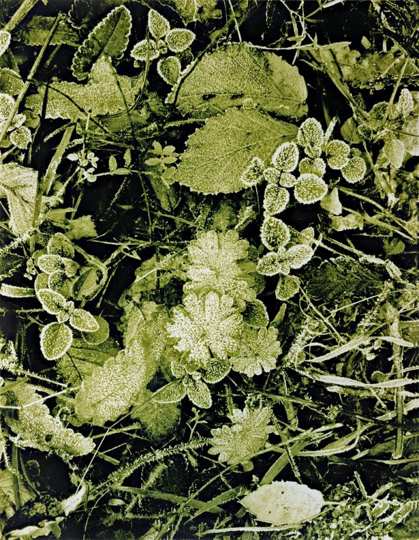 La Nature, le Corps et l'Ombre – Image 3