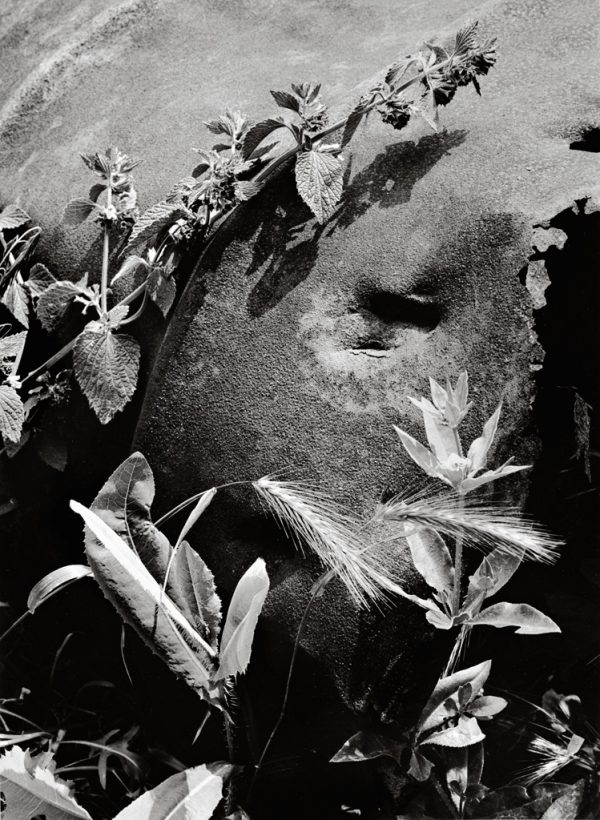 La Nature, le Corps et l'Ombre