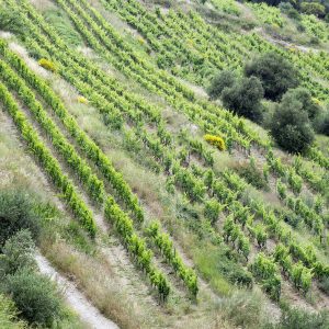 25 balades dans les vignobles de Provence, vol. 2