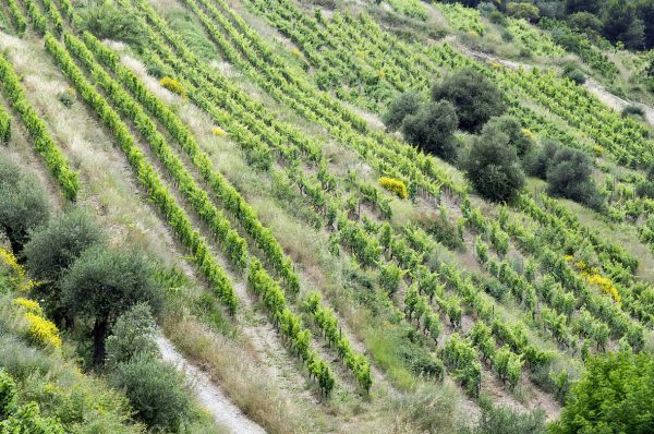 25 balades dans les vignobles de Provence, vol. 2