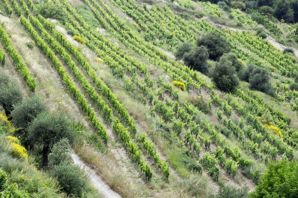 25 balades dans les vignobles de Provence, vol. 2