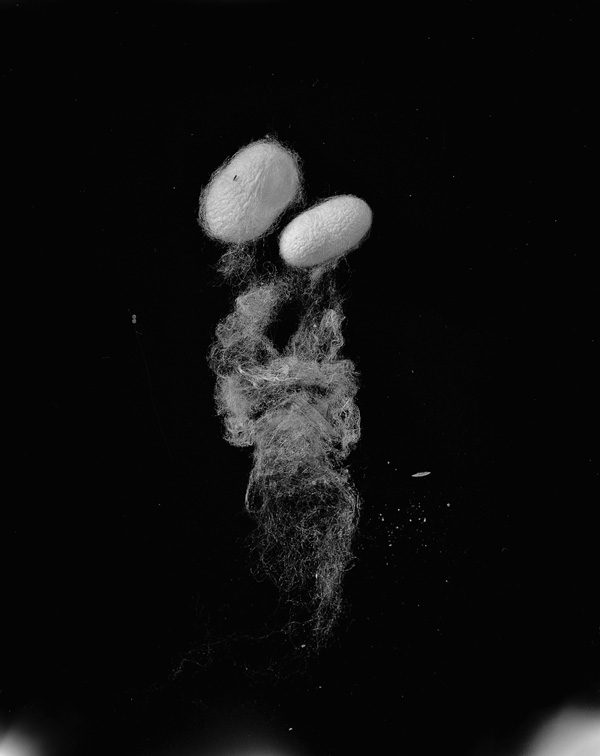 Memory of Trees – Image 7