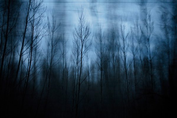 Memory of Trees – Image 3