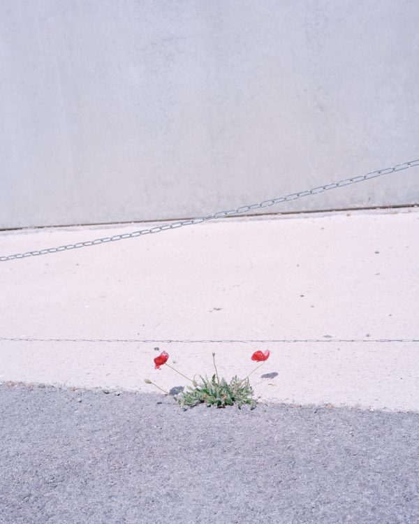 Image extraite du livre Trois gouttes de sang comme une fleur