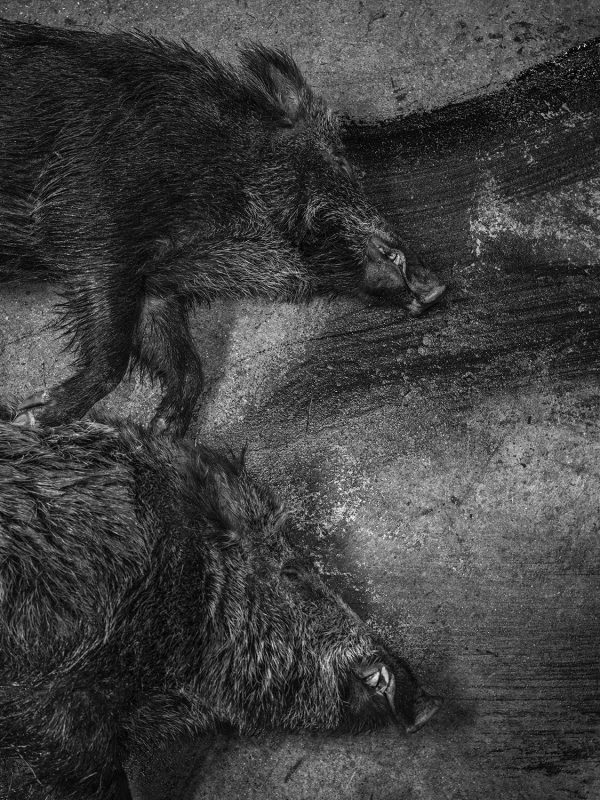 ImageSingulières en Cévennes</br>Cédric Gerbehaye – Image 6